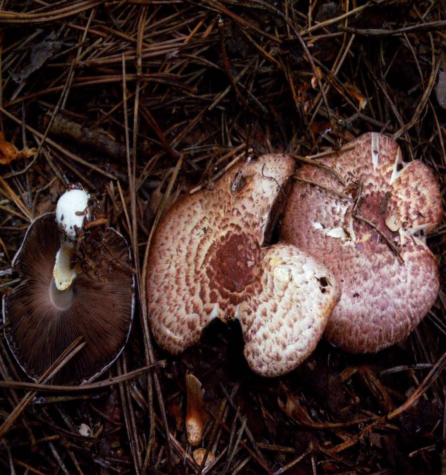 林地蘑菇
